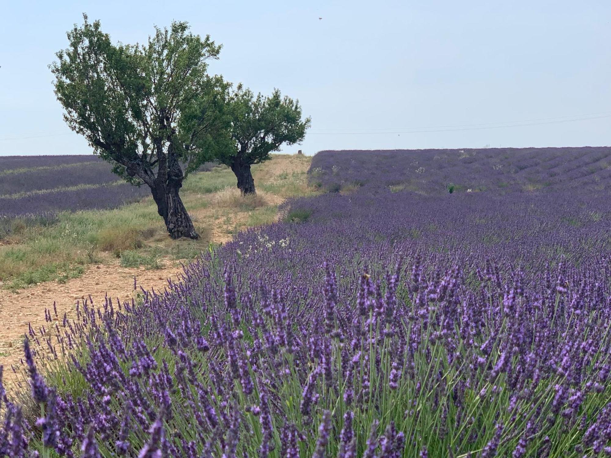 Studio Nuitee En Provence 2 Éguilles Eksteriør bilde